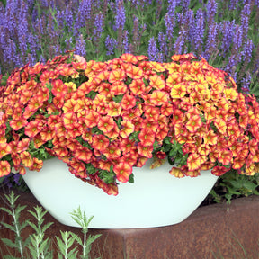 Mini-pétunia oranges - Calibrachoa hybride orange - Willemse