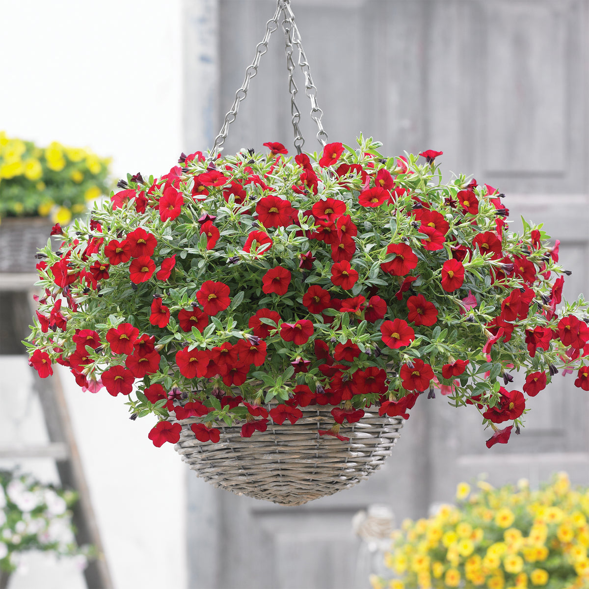 Mini-pétunia rouges - Calibrachoa hybride red - Willemse