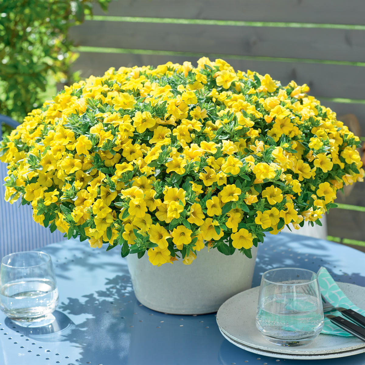 Mini-pétunia jaunes - Calibrachoa hybride yellow - Willemse