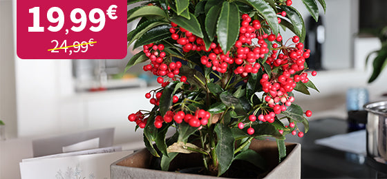 Le bois de Noël est à 19,99€ au lieu de 24,99€ ! 