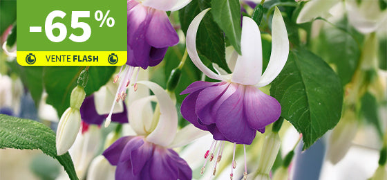 3 Fuchsias résistants au gel 'Blue Sarah' sont à  -65% soit 5,77€ au lieu de 16,50€ !