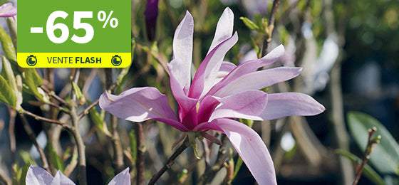 Le Magnolia Susan est à -65% soit 8,74€ au lieu de 24,99€ ! 