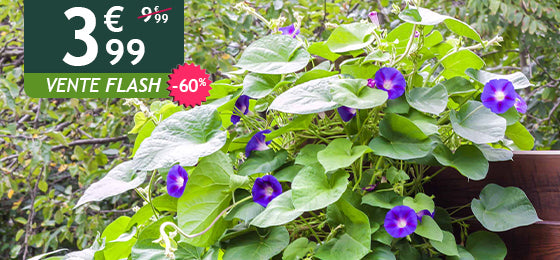 L'Ipomée à grandes fleurs est à  -60%   soit  3,99€  au lieu de 9,99€ !