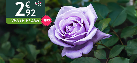 Le Rosier Buisson Violet est à  -55%  soit  2,92€  au lieu de 6,50€ ! 