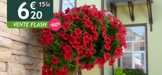 Les 	3 Pétunias retombants rouges sont à -60% soit 6,20€ au lieu de 15,50€ !