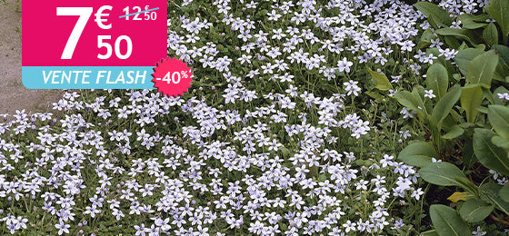 Les 3 Étoiles bleues tapissantes sont à -40% soit 7,50€ au lieu de 12,50€ ! 