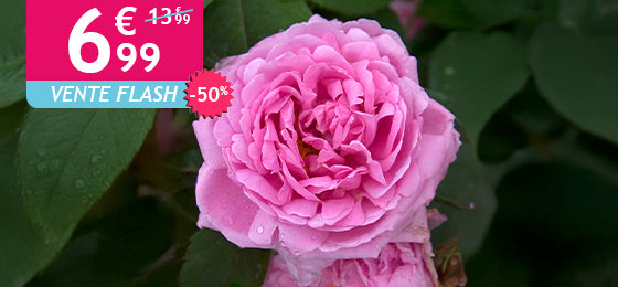   Le Rosier Comte de Chambord est à -50% soit 6,99€ au lieu de 13,99€ !