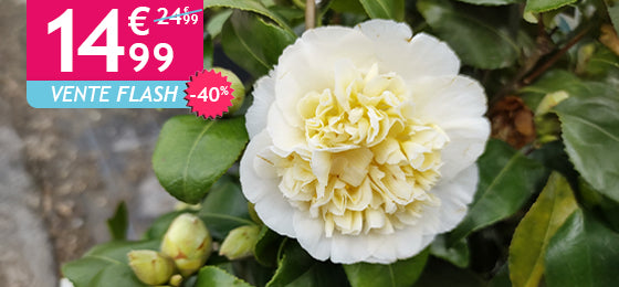  Le Camélia du Japon à fleurs doubles blanche est à -40% soit 14,99€ au lieu de 24,99€ !