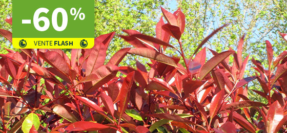 Le lot de 3 Photinias Red Robin est à -60% !
