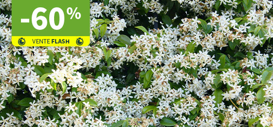 Le Jasmin étoilé est à -60% jusque demain !