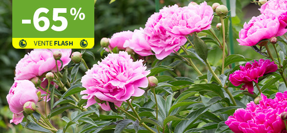 La Pivoine Rose à -65% !