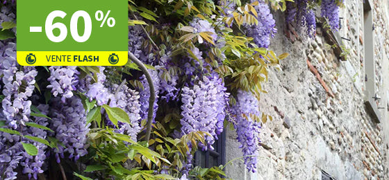 La Glycine Toujours en fleurs est à -60% pendant 2 jours !