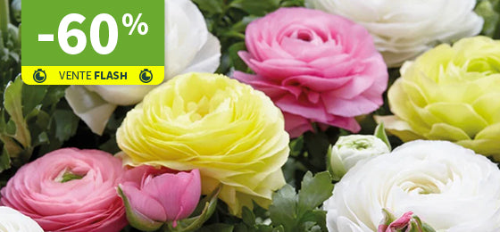 Les 30 Renoncules pastel jaune, blanc, rose en mélange sont à -60% !