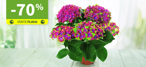 L'Hortensia Saxon ® est à -70% pendant 48h !