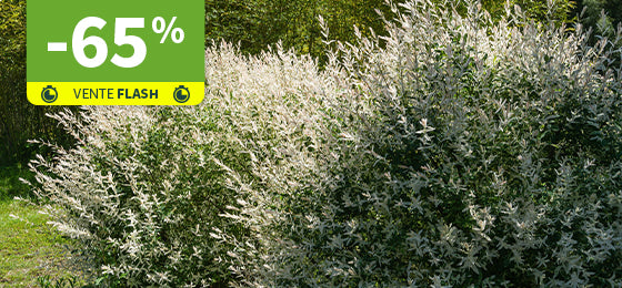 Le Saule crevette en buisson est à -65% pendant 48h !