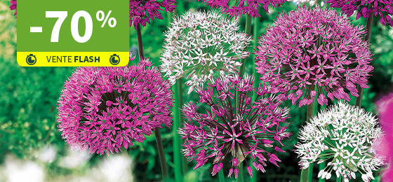 Les 10 bulbes d'Alliums d'ornement sont à -70% pendant 48h !