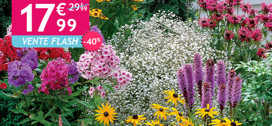 La Collection de 15 plantes vivaces est à -40% soit 17,99€ au lieu de 29,99€ ! 