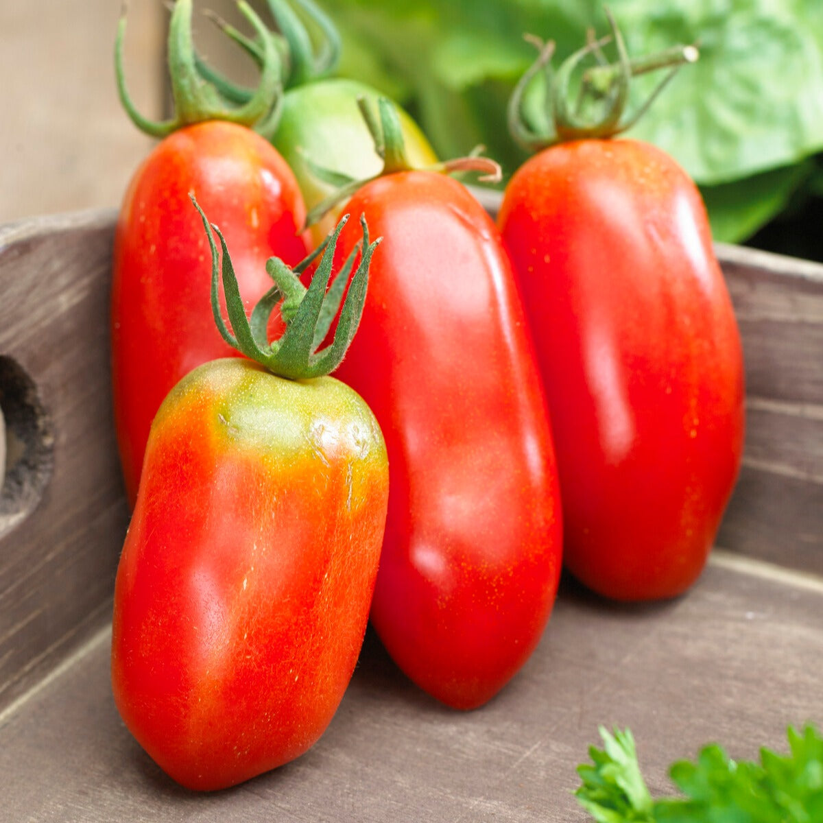 Collection de Tomates savoureuses - Collection 3 tomates savoureuses (coeur de boeuf, saint pierre, san m - Potager