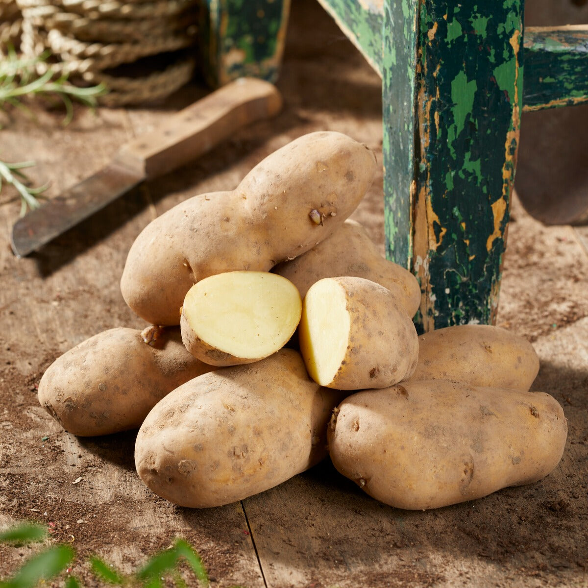 Pomme de terre Bintje - Solanum tuberosum bintje - Willemse