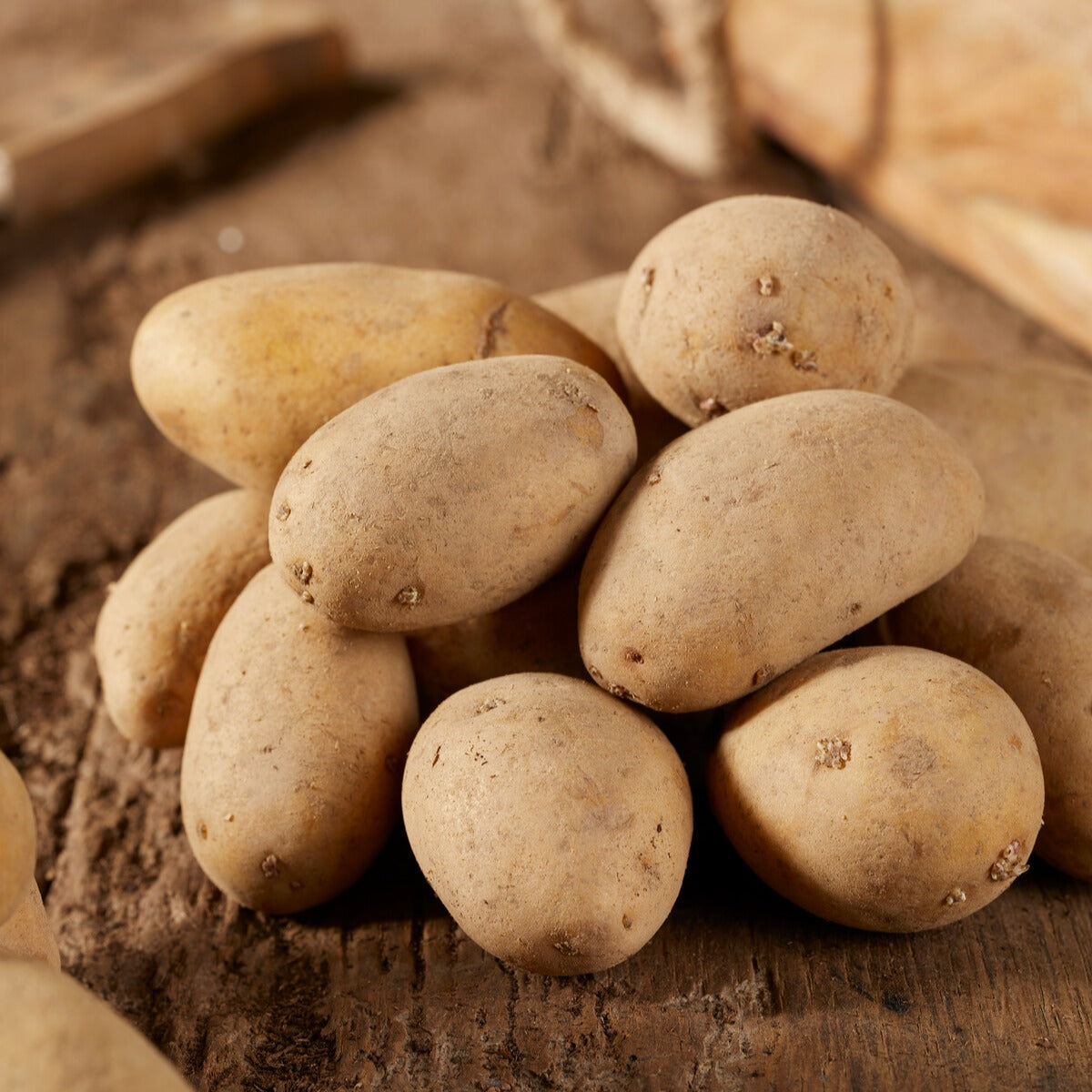 Pommes de terre Annabelle - Solanum tuberosum annabelle - Willemse