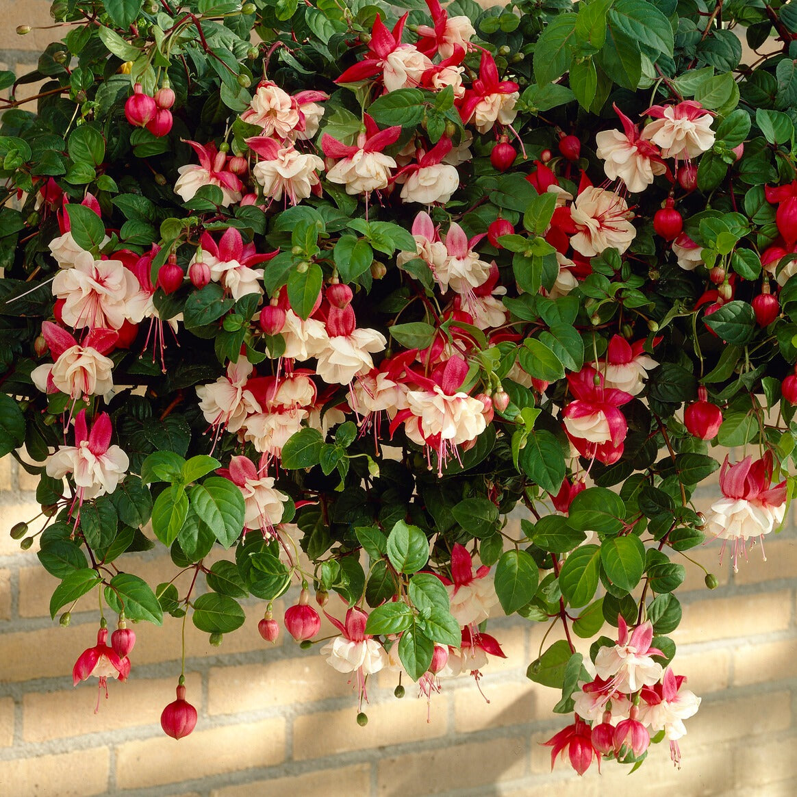 6 Fuchsias retombants en mélange - Fuchsia Bicentennial, Blue Angel, Swingtime - Plantes