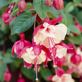 3 Fuchsias retombants Swingtime