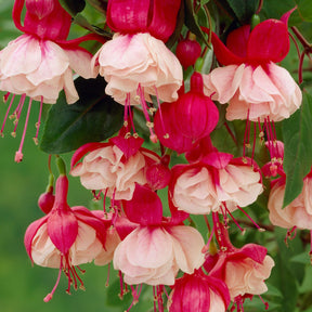 3 Fuchsias retombants Swingtime