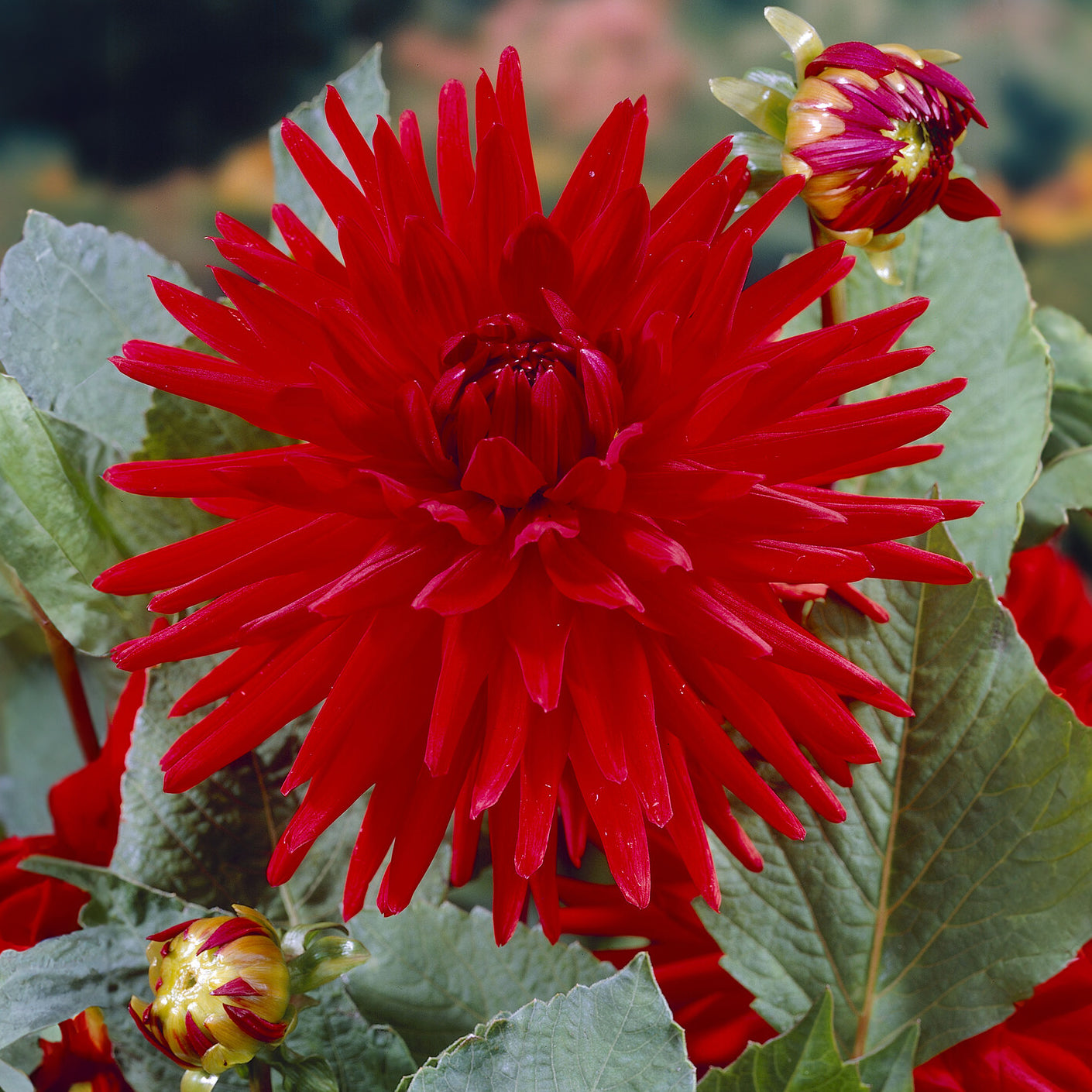 3 Dahlias cactus nain Red Pigmy