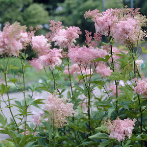 Filipendule pourpre Elegans - Reine des près