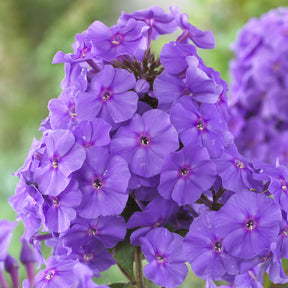 Phlox paniculata Amethyst