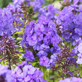 Phlox paniculata Amethyst