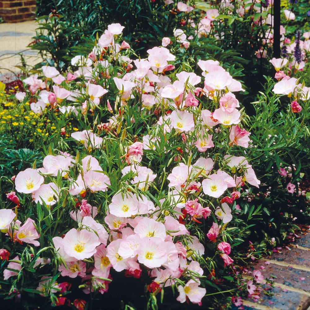 2 Oenothères roses Siskiyou Pink - Willemse