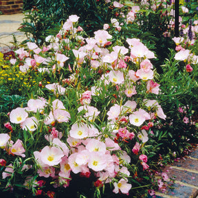 2 Oenothères roses Siskiyou Pink