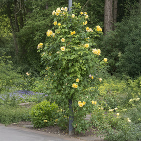 Rosier grimpant Golden Gate ® Korgolgat - Rosa Golden Gate ® Korgolgat - Willemse