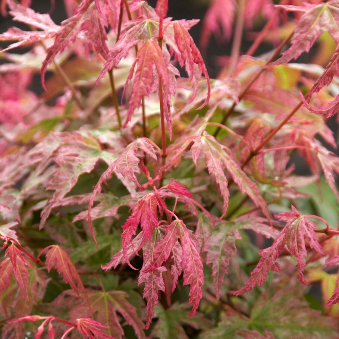 Erable du Japon Phoenix - Acer palmatum phoenix - Willemse