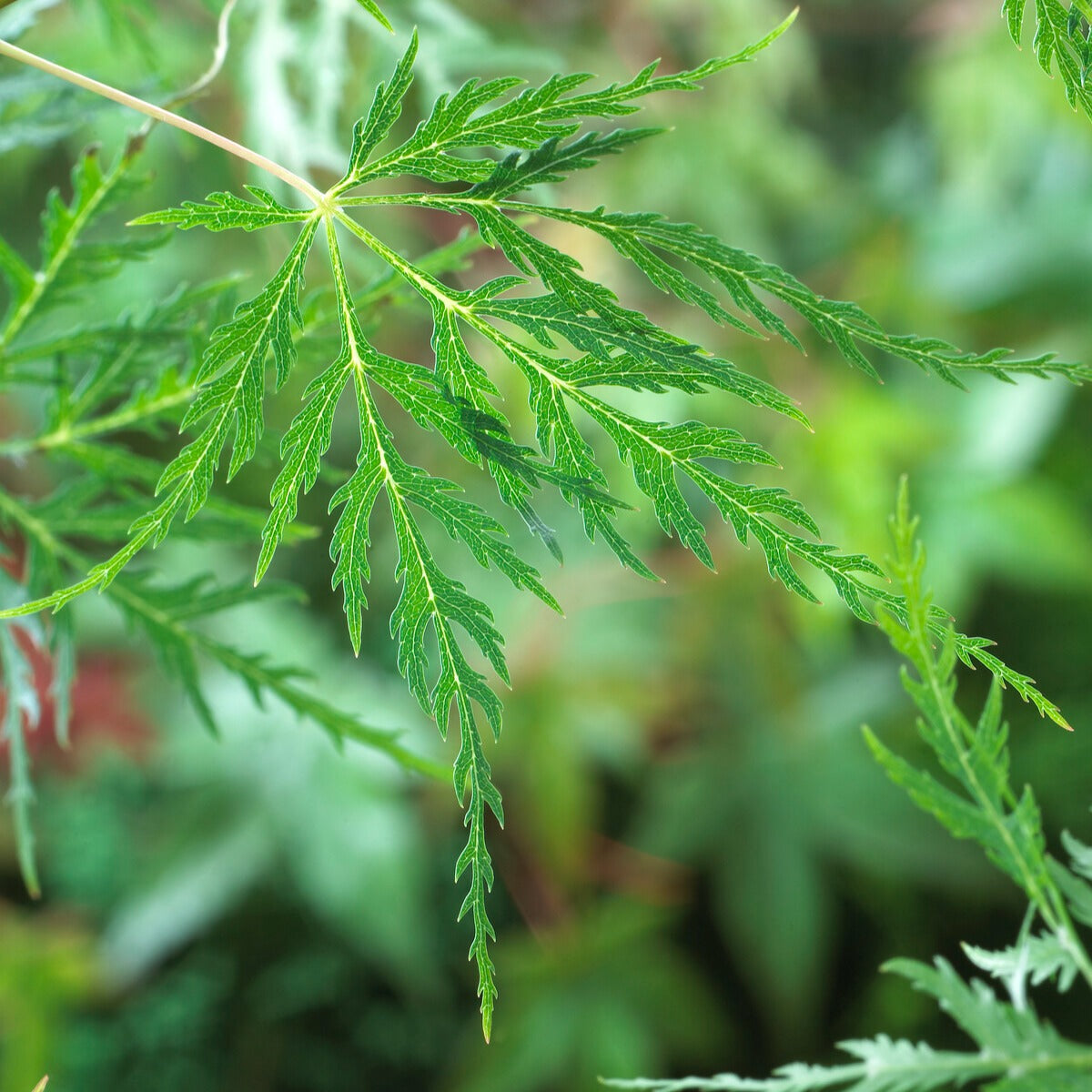 Erable du Japon Emerald Lace - Acer palmatum emerald lace - Willemse