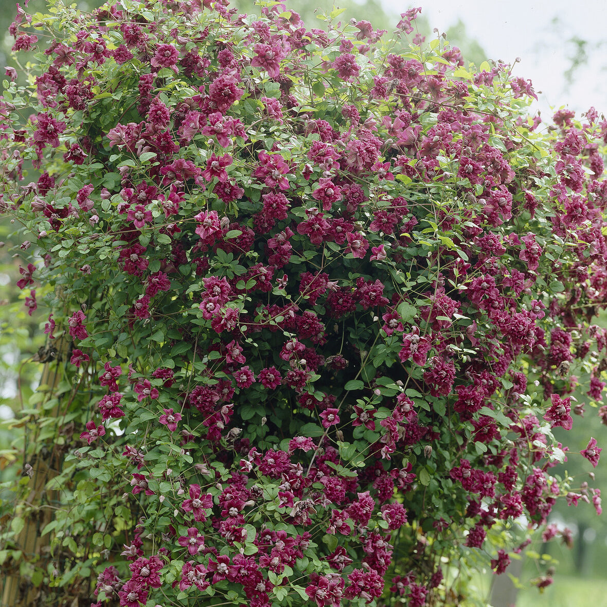 Clématite double pourpre - Clematis viticella Purpurea Plena Elegans - Willemse