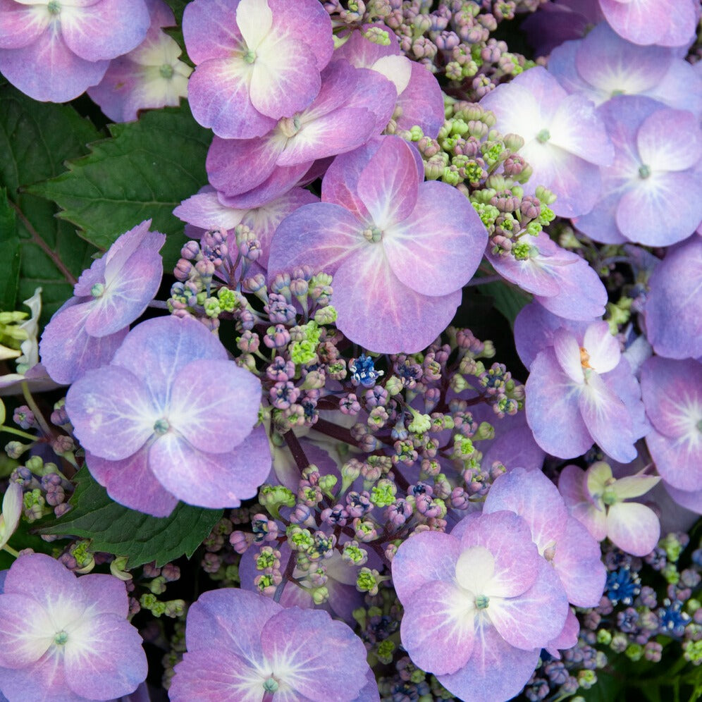 Hortensia Blueberry Cheesecake - Hydrangea macrophylla Blueberry Cheesecake - Willemse