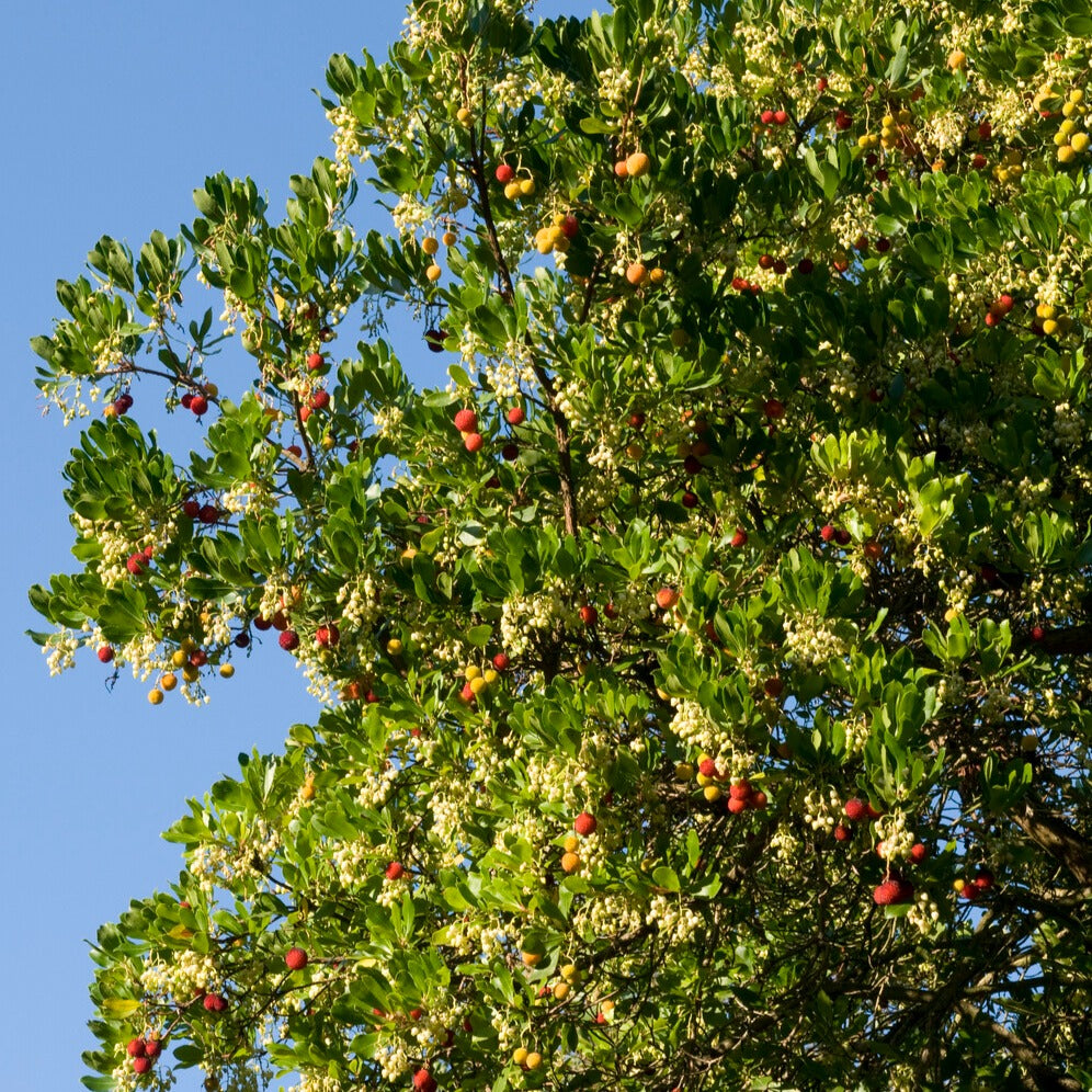 Arbousier - Arbutus unedo - Willemse