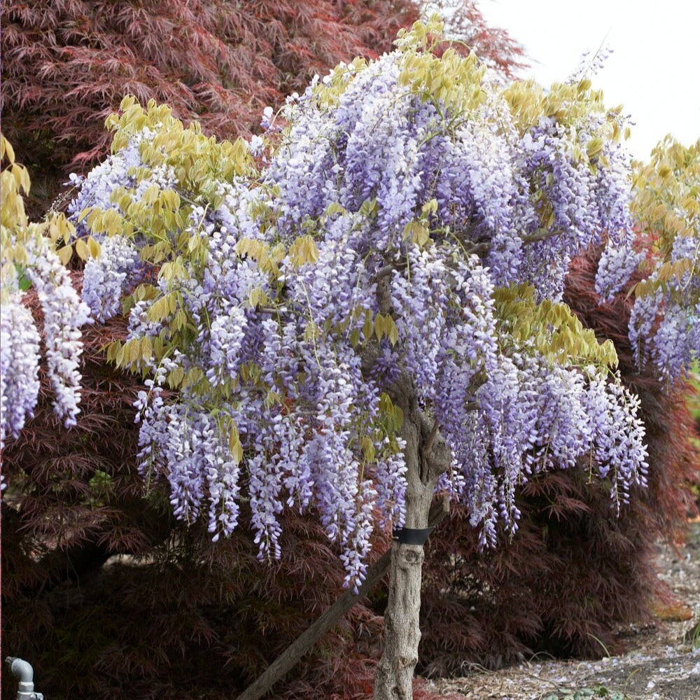 Glycine bleue sur tige - Wisteria sinensis