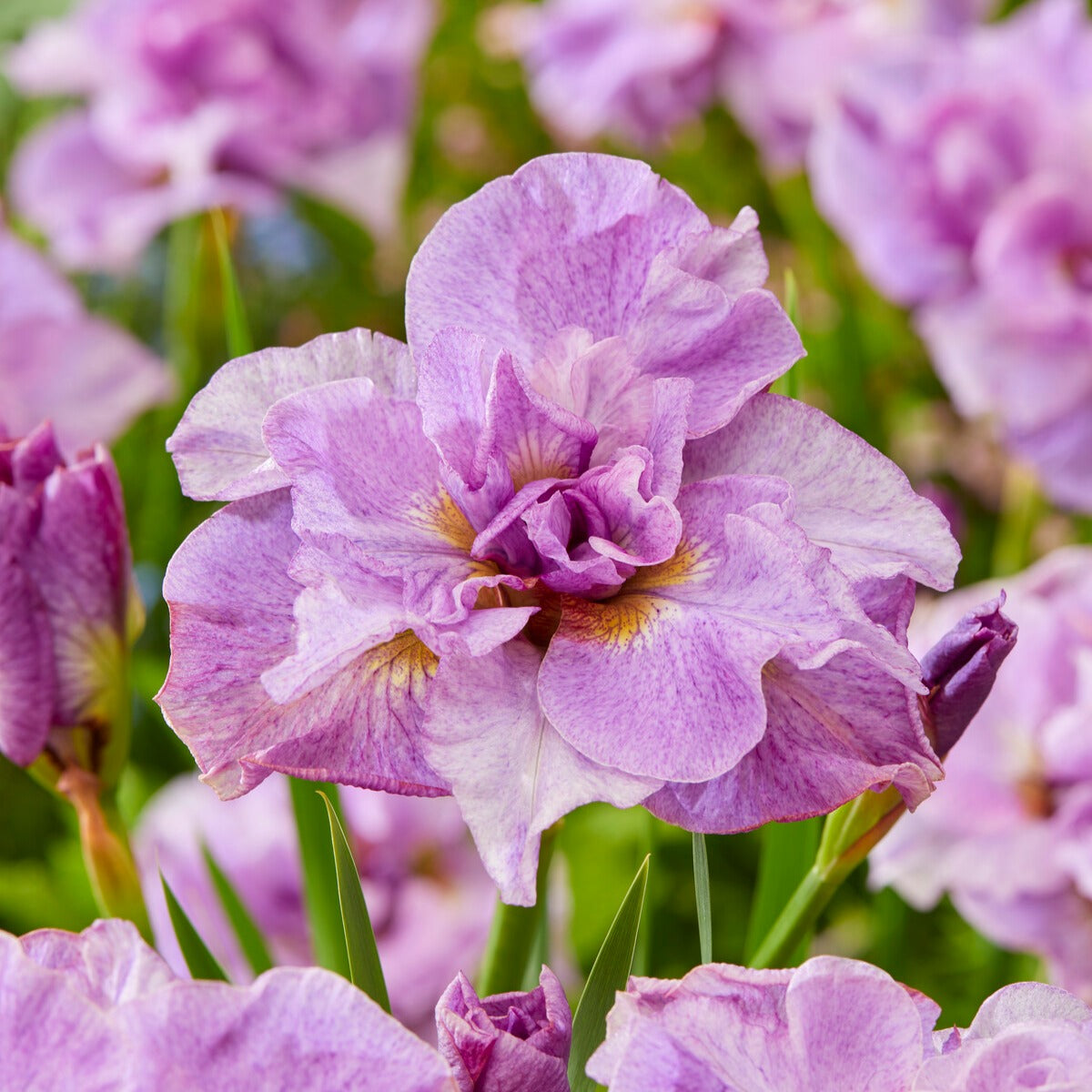 2 Iris de Sibérie Pink Parfait - Willemse