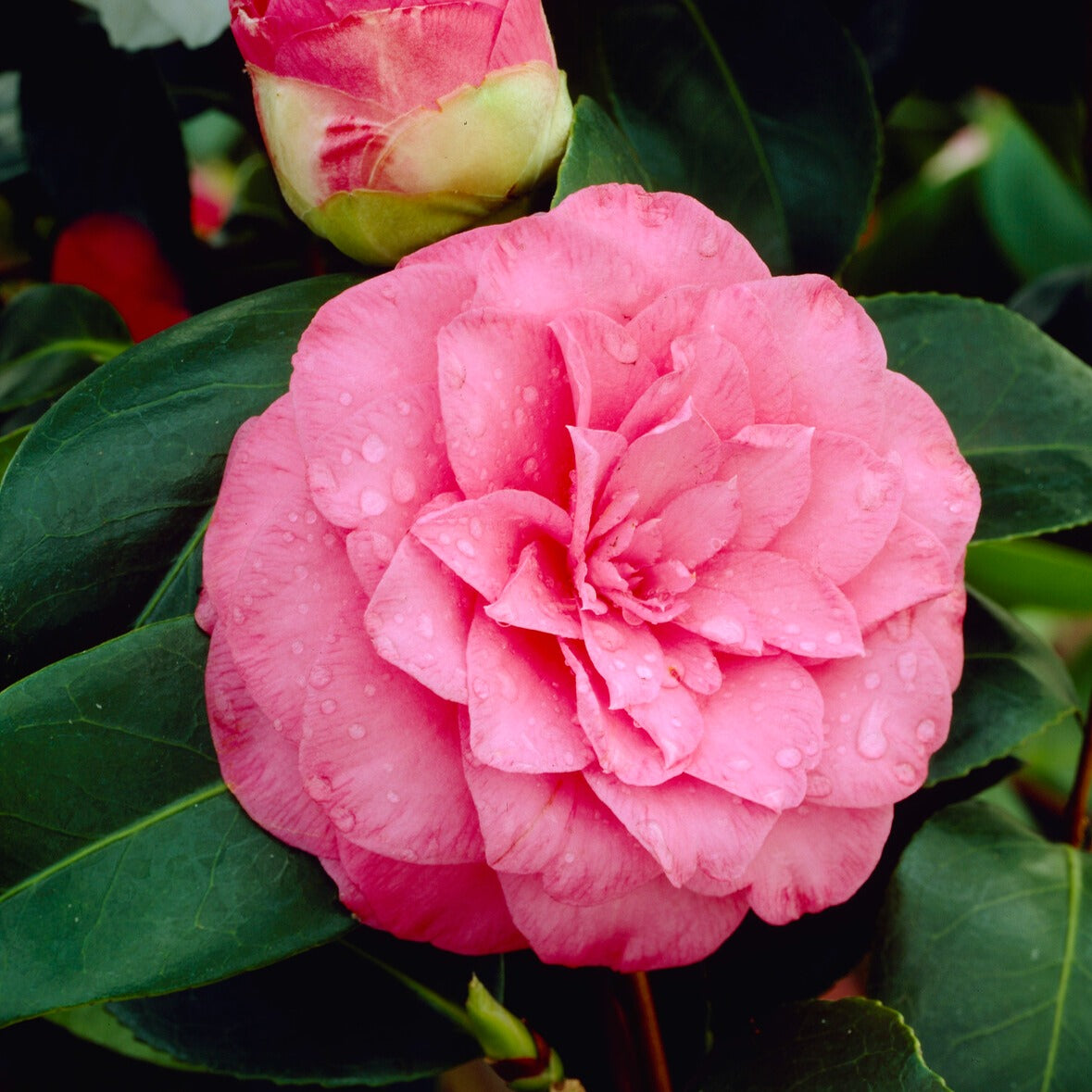 Camélia du Japon à fleurs doubles rose - Willemse