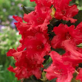 Rhododendron compact Baden Baden