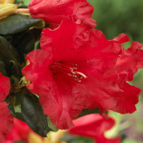 Rhododendron compact Baden Baden