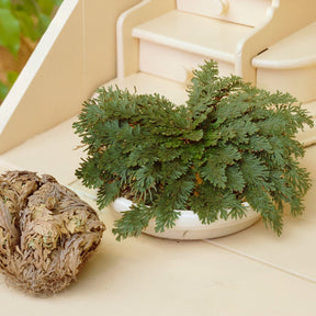 Rose de Jericho