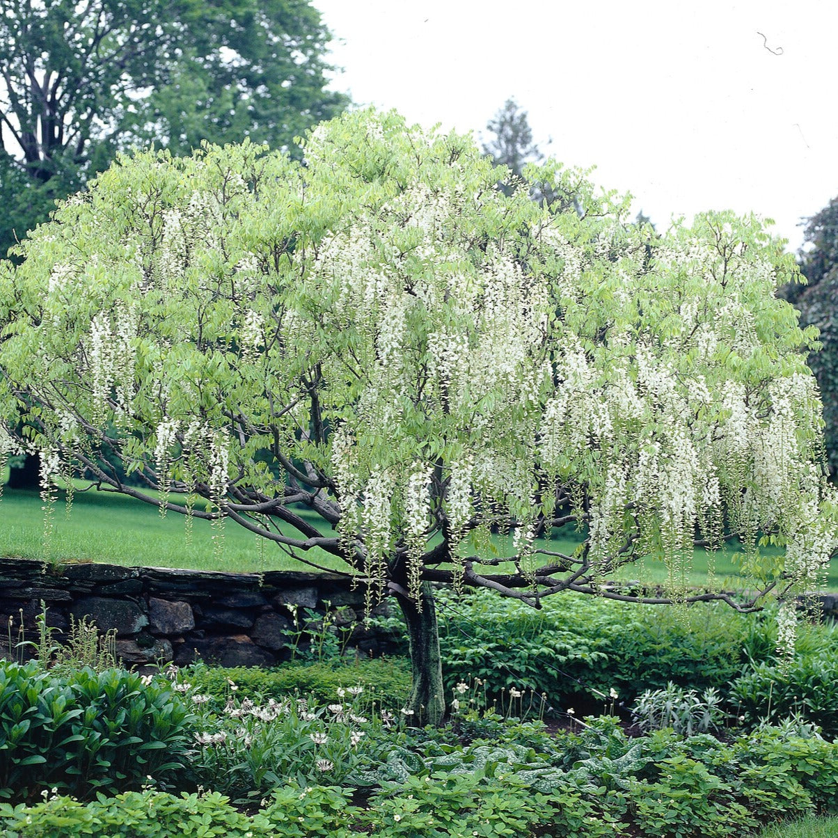 Glycine blanche sur tige