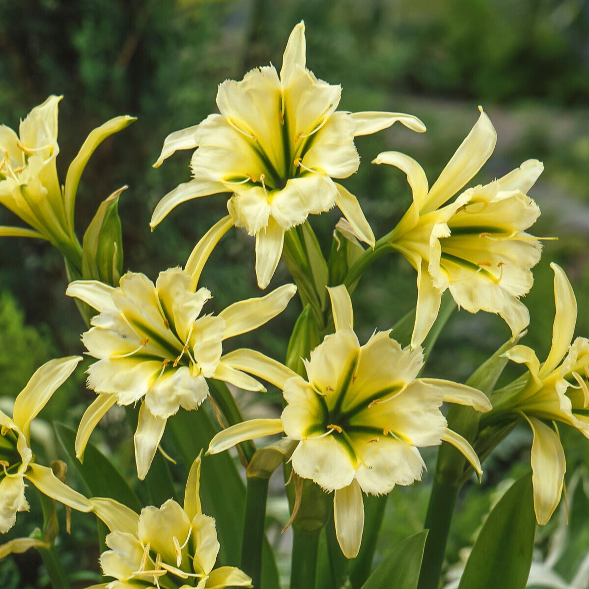 2 Ismènes Reine d'or - Hymenocallis festalis sulphur queen