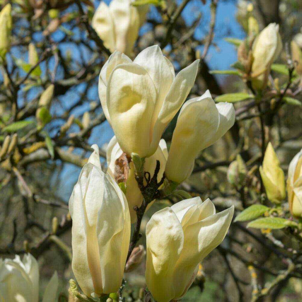 Magnolia Yellow Lantern