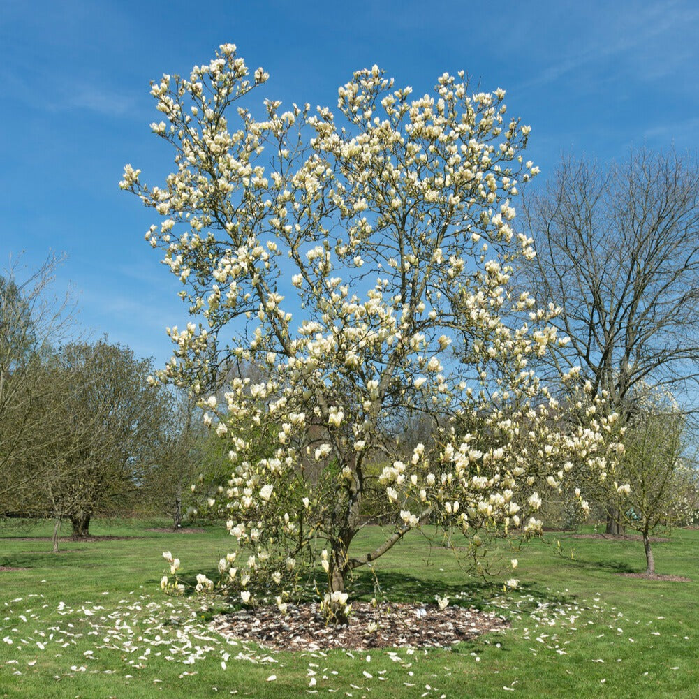 Magnolia Yellow Lantern