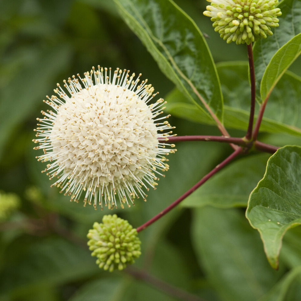 Cephalanthus occidentalis sur tige